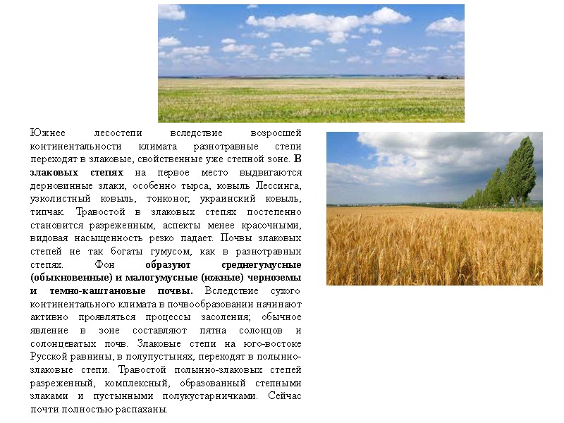 Южнее лесостепи вследствие возросшей континентальности климата разнотравные степи переходят в злаковые, свойственные уже степной